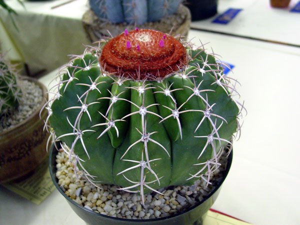 Melocactus_zehntneri_1